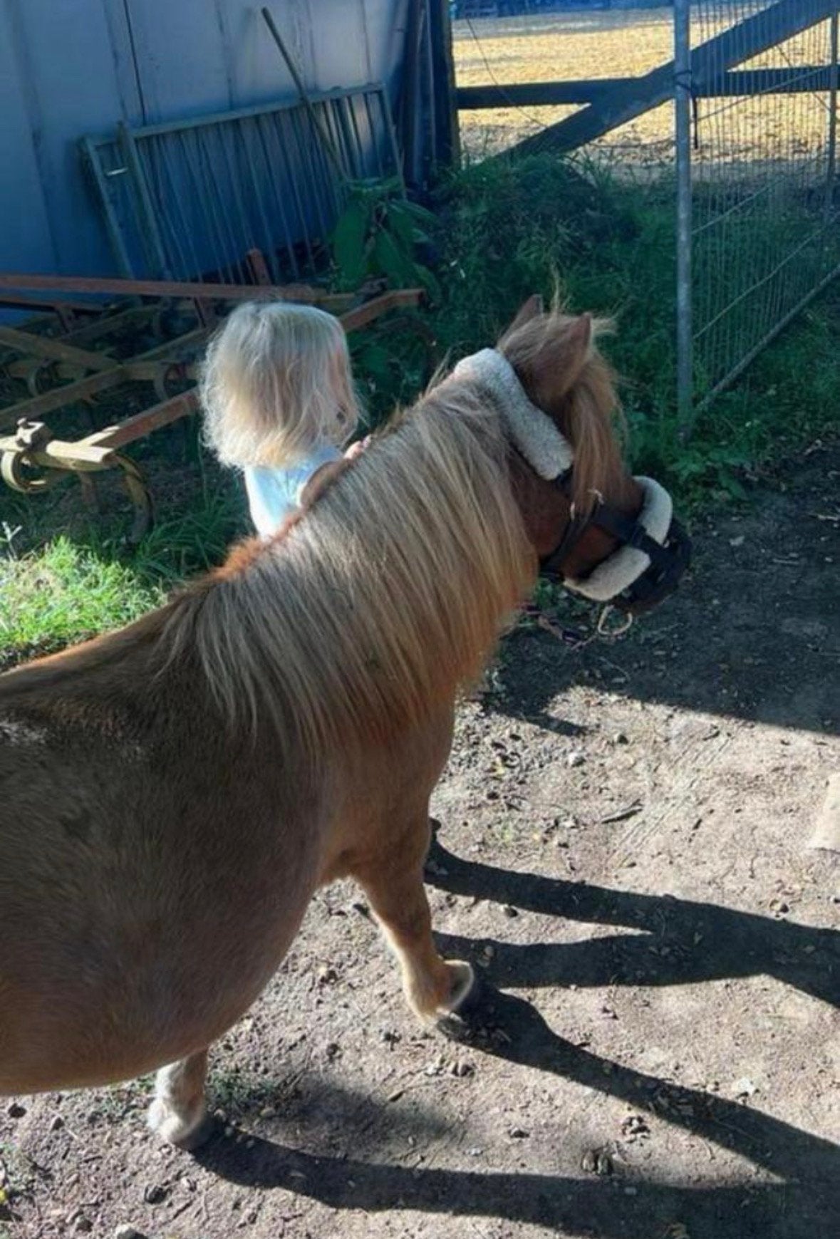Verzorgster gezocht te heusden zolder, Dieren en Toebehoren, Pony's, Merrie