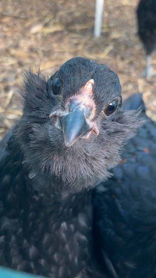 Bevruchte eieren, kippen, Dieren en Toebehoren