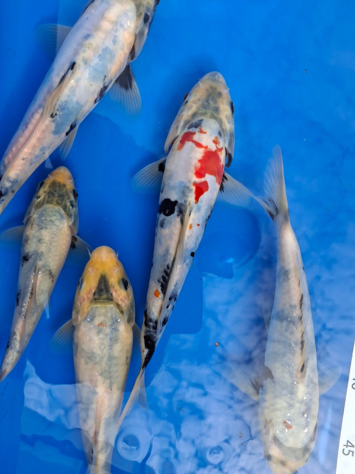 doitsi showa plus 5 hi uthsuri, Dieren en Toebehoren
