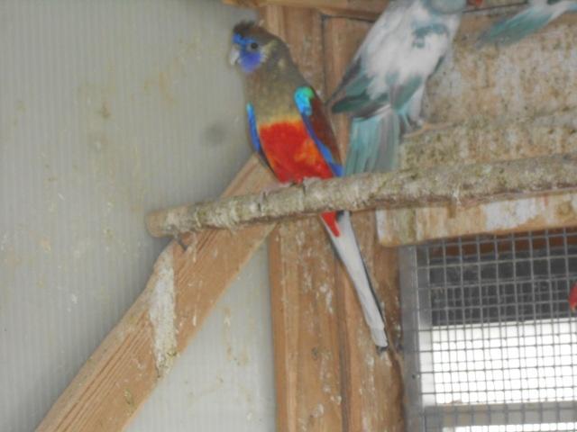 bonnet bleu, Animaux & Accessoires, Oiseaux | Perruches & Perroquets, Plusieurs animaux, Perruche, Bagué