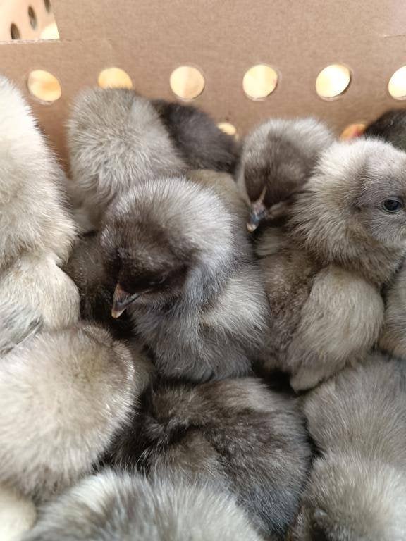 laatste dag kuikens uitkomst 28 juli 0499/082381, Dieren en Toebehoren, Pluimvee, Meerdere dieren, Kip