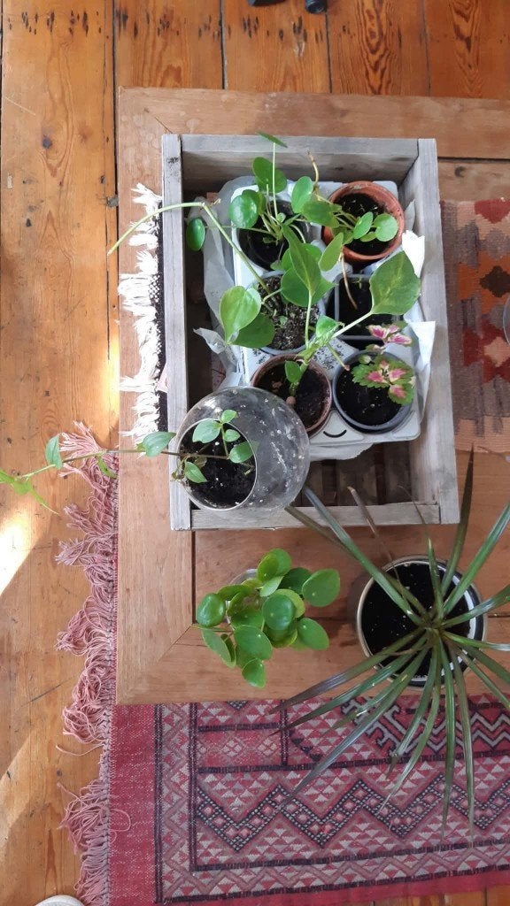 Plantes vertes (pothos, piléa, coleus, dracanea, drama...), Maison & Meubles, Autres espèces, Moins de 100 cm, Enlèvement, Plante verte