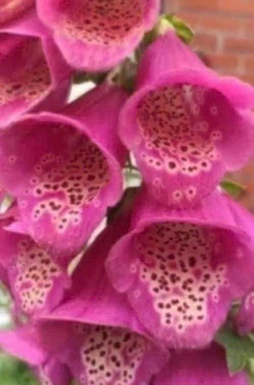 Vingerhoedskruid / digitalis, vanaf 1 euro , hommelplant, Tuin en Terras, Planten | Tuinplanten, Tweejarig, Halfschaduw, Zomer