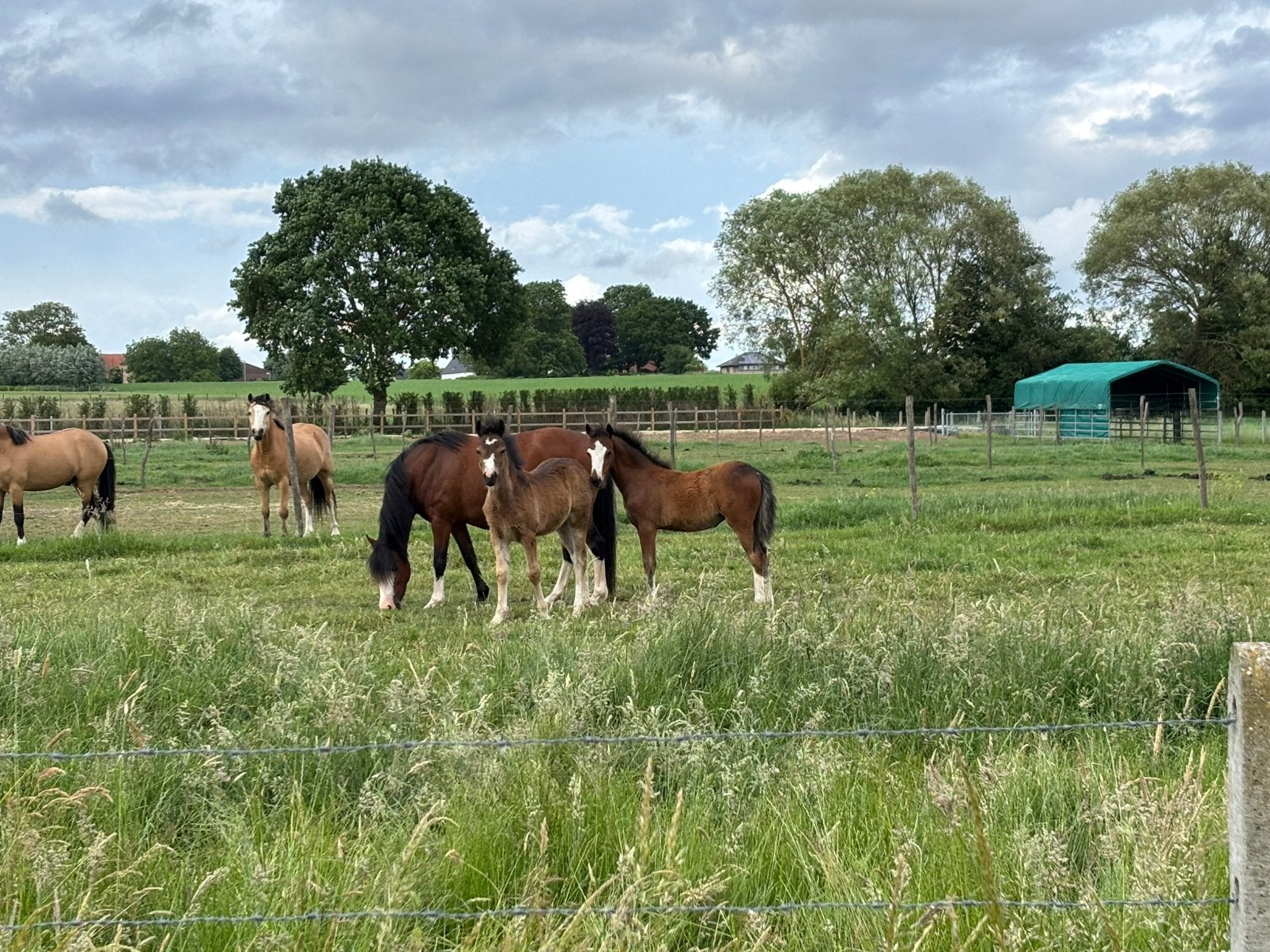 Welsh A merrie veulens / Jaarling hengst