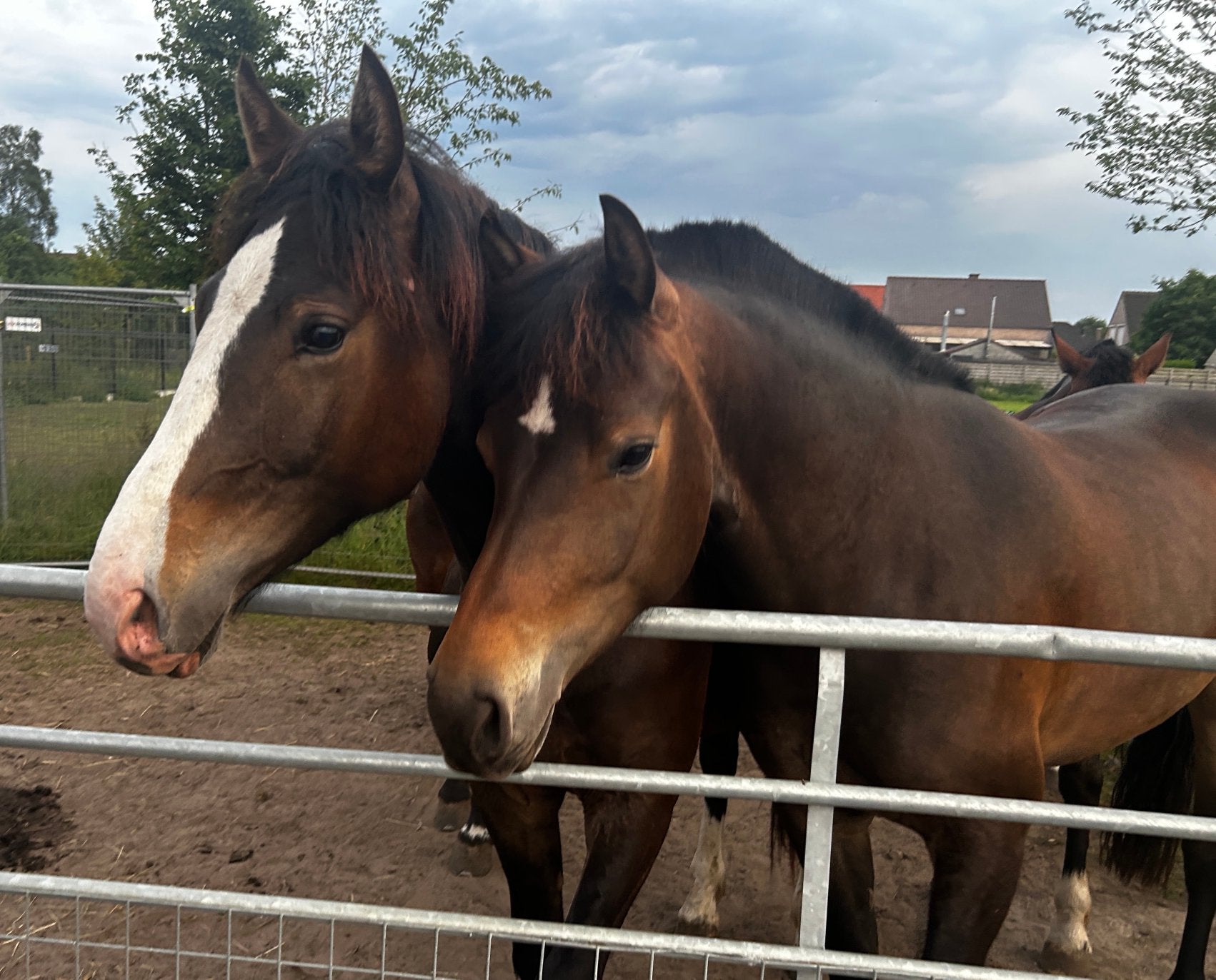 Freiberger, Moins de 160 cm, 0 à 2 ans, Non dressé, Cheval de récréation