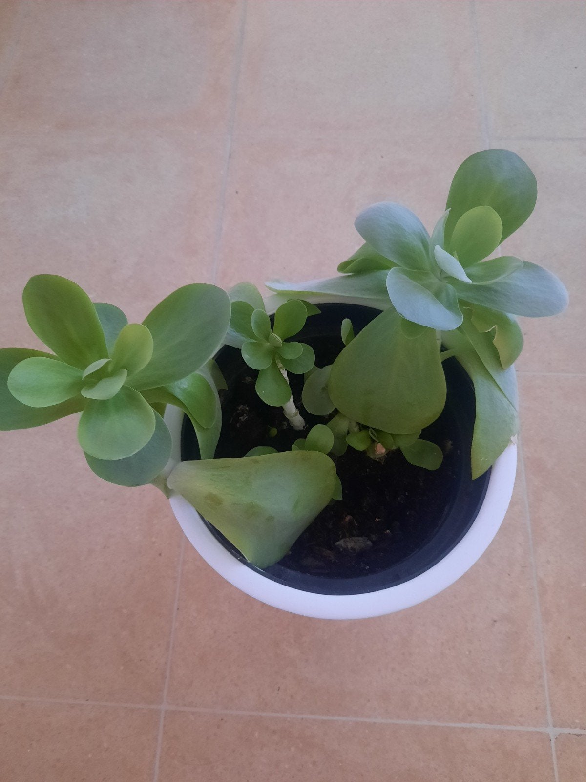 Kamerplant, Huis en Inrichting, Ophalen, In pot