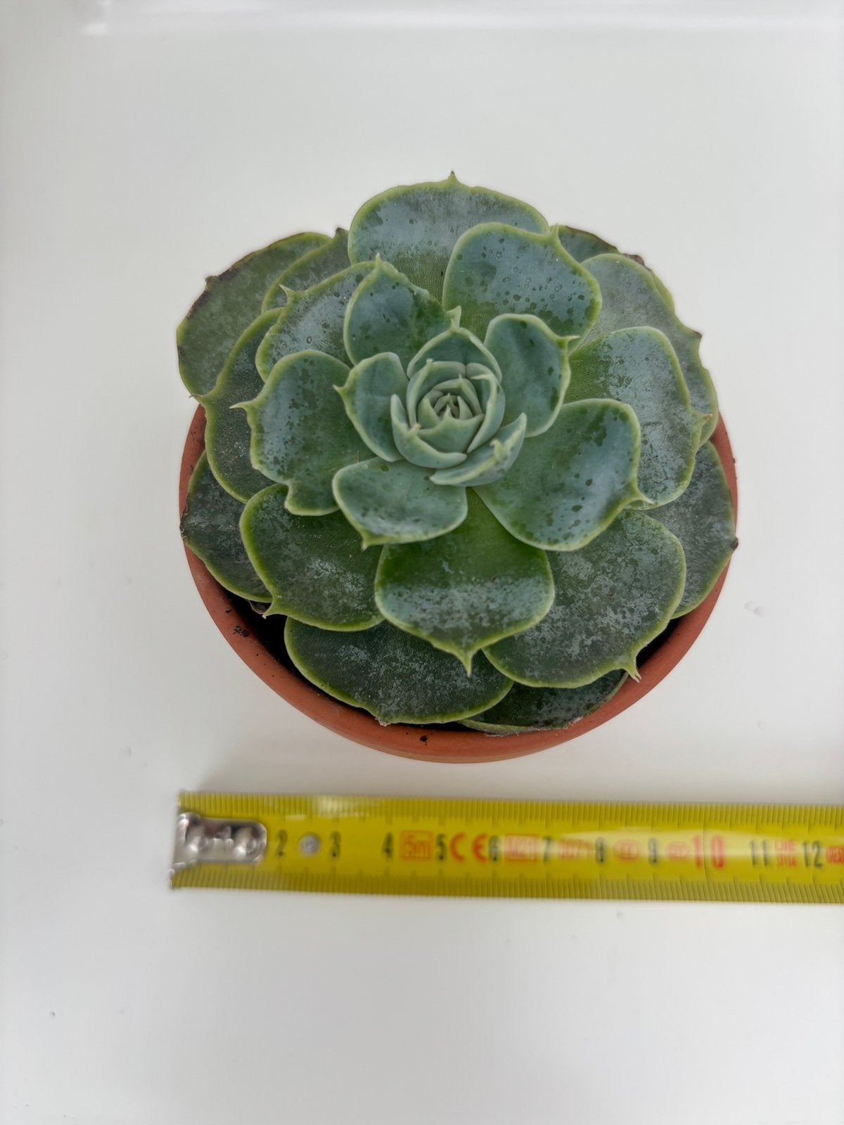 Echeveria lilacina, Maison & Meubles, Plante succulente, En pot, Moins de 100 cm, Plante verte