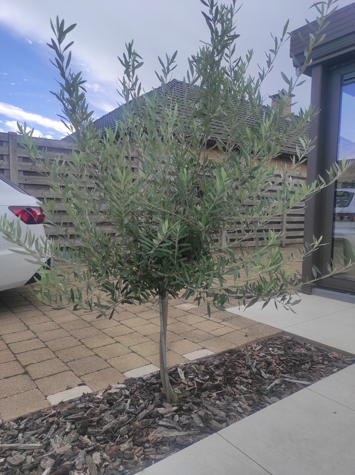olijfboom 1,90m, Jardin & Terrasse, Enlèvement