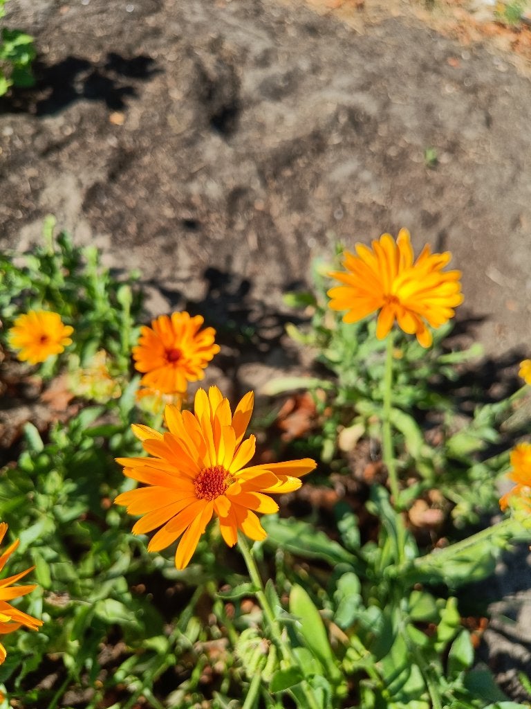 Graines de souci - Calendula Officinalis BIO, Jardin & Terrasse, Enlèvement ou Envoi, Printemps