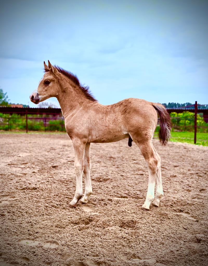 Veelbelovend dressuur pony hengstenveulen 2026, Poney de dressage, 0 à 2 ans, Avec pedigree, Ne s'applique pas
