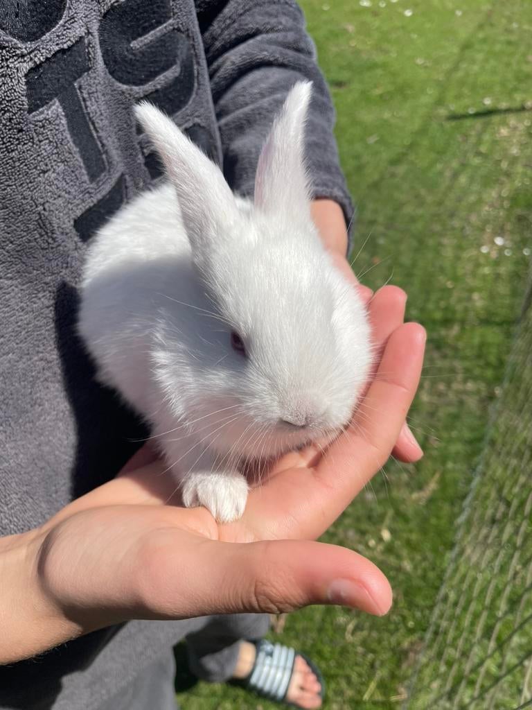 Wit baby konijntje, Dieren en Toebehoren, Konijnen