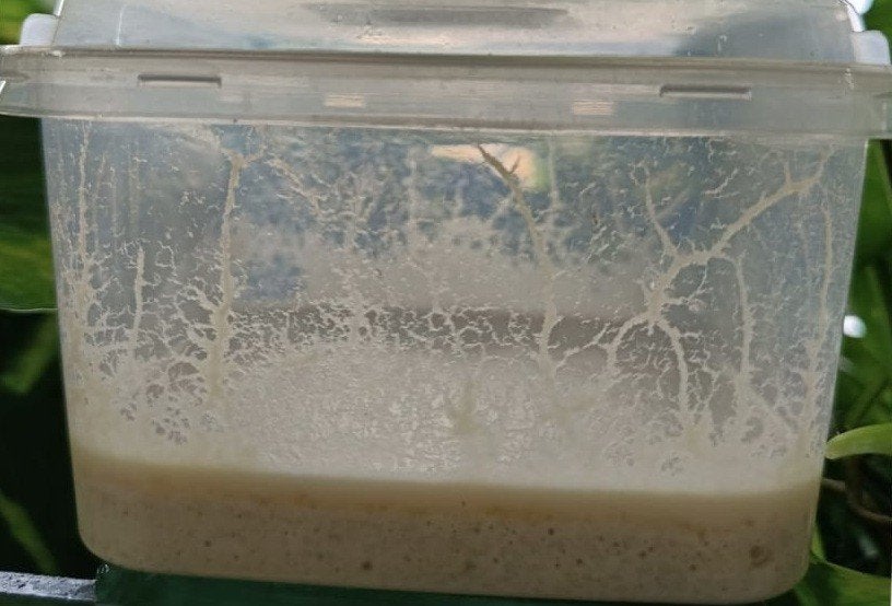 Microwormen visvoer aquarium, Ophalen, Nieuw, Overige typen