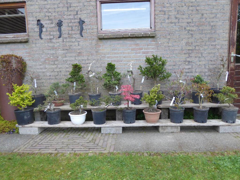Bonsai: startersplanten/prébonsai, Ophalen