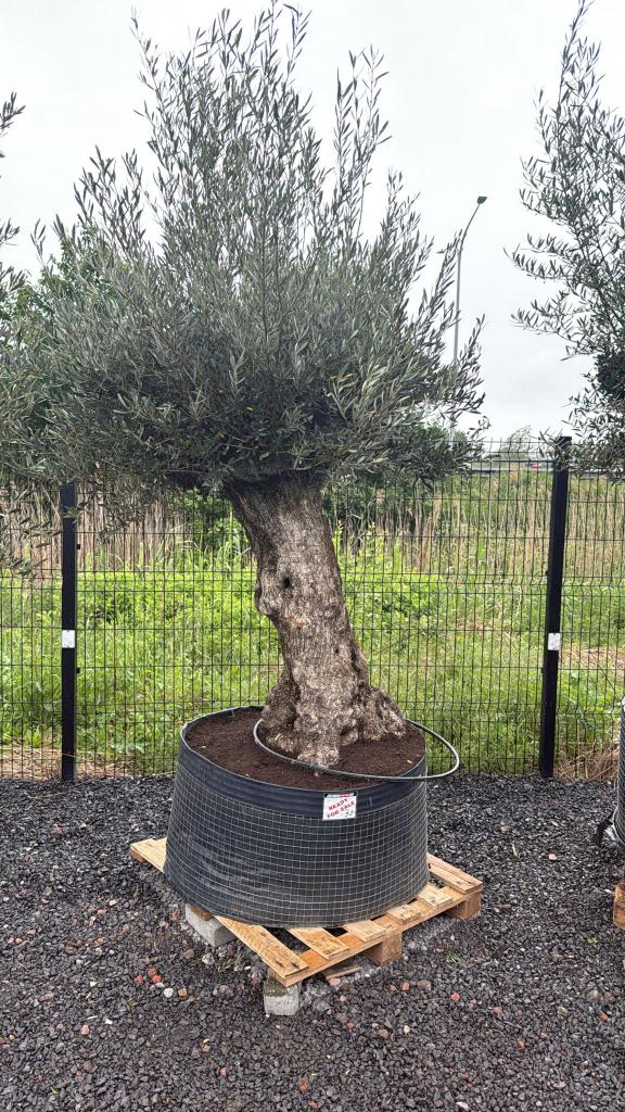 Olijfboom Bonsai, Tuin en Terras, Planten | Bomen, Lente, 100 tot 250 cm, Olijfboom, Ophalen