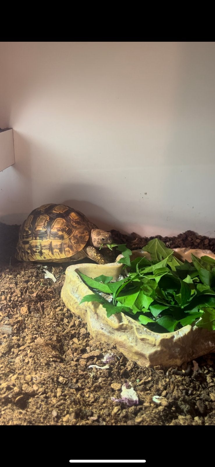 2 panterschildpadden, Dieren en Toebehoren, Reptielen en Amfibieën, Schildpad
