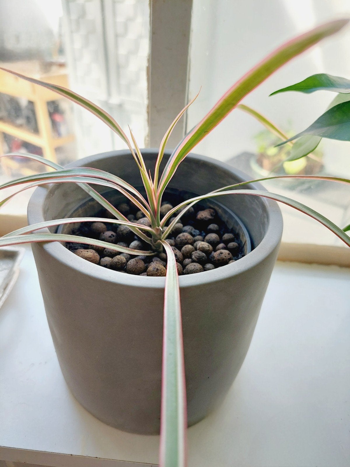 1 Dracaena, Enlèvement, Palmier