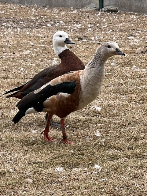Orinoco gans, Dieren en Toebehoren, Mannelijk, Gans of Zwaan