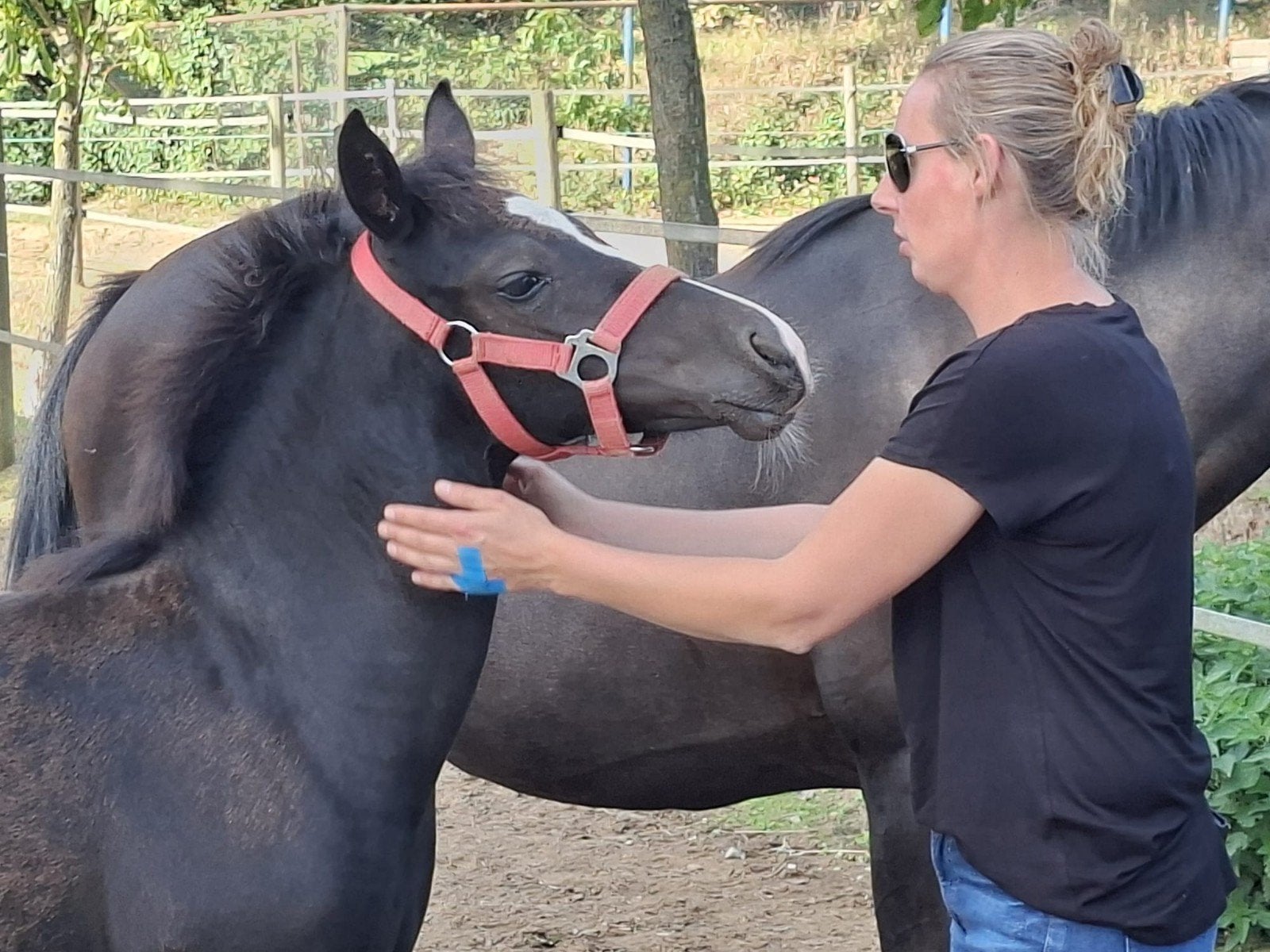 Zwart Merrie veulen, grote D pony, Dieren en Toebehoren, Merrie, Met stamboom, 0 tot 2 jaar, Onbeleerd