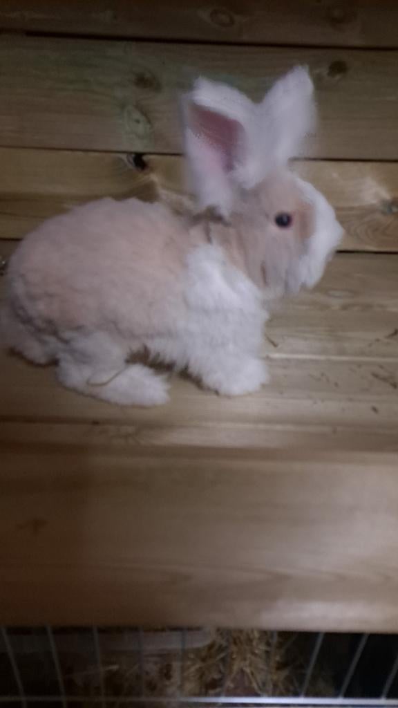 Angora konijntje te koop
