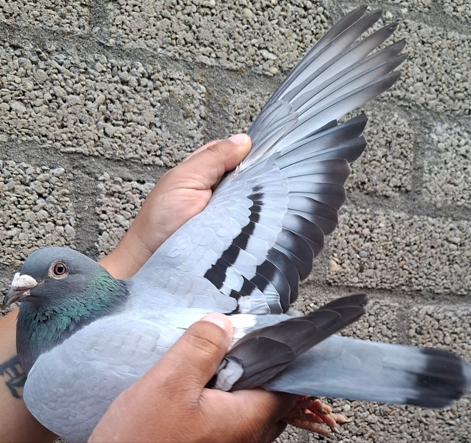 pigeon de course « BEST KITTEL » /"CHE », Animaux & Accessoires, Oiseaux | Pigeons, Pigeon voyageur