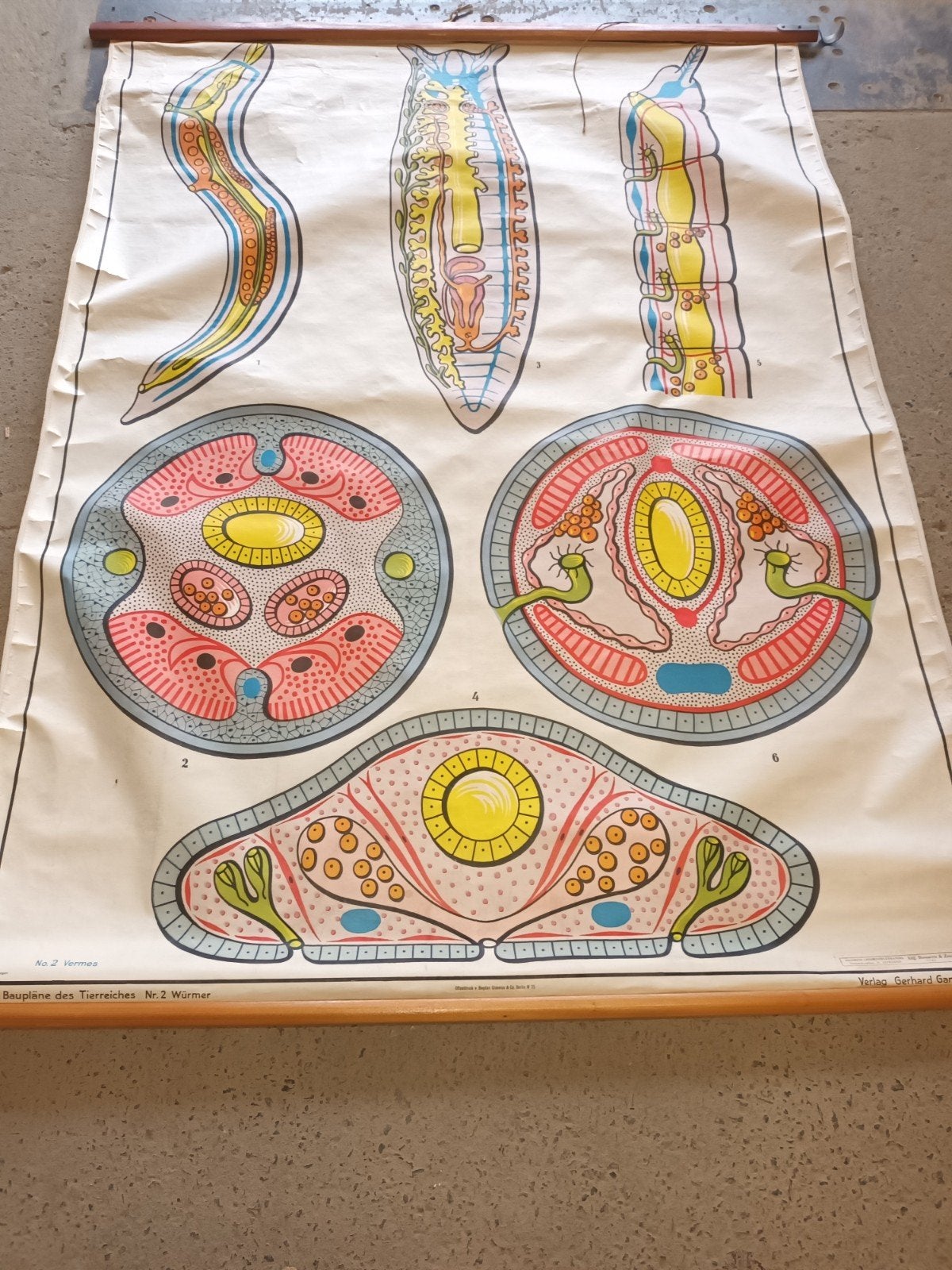 Vintage Schoolplaat: Anatomie van de Worm (Baupläne des Tier, Antiquités & Art, Antiquités | Cartes scolaires, Enlèvement ou Envoi