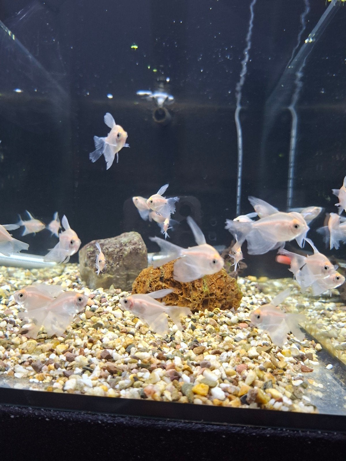Witte tetra longfin