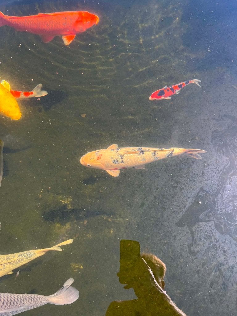 Japanse koi 40cm, Karper of Koi