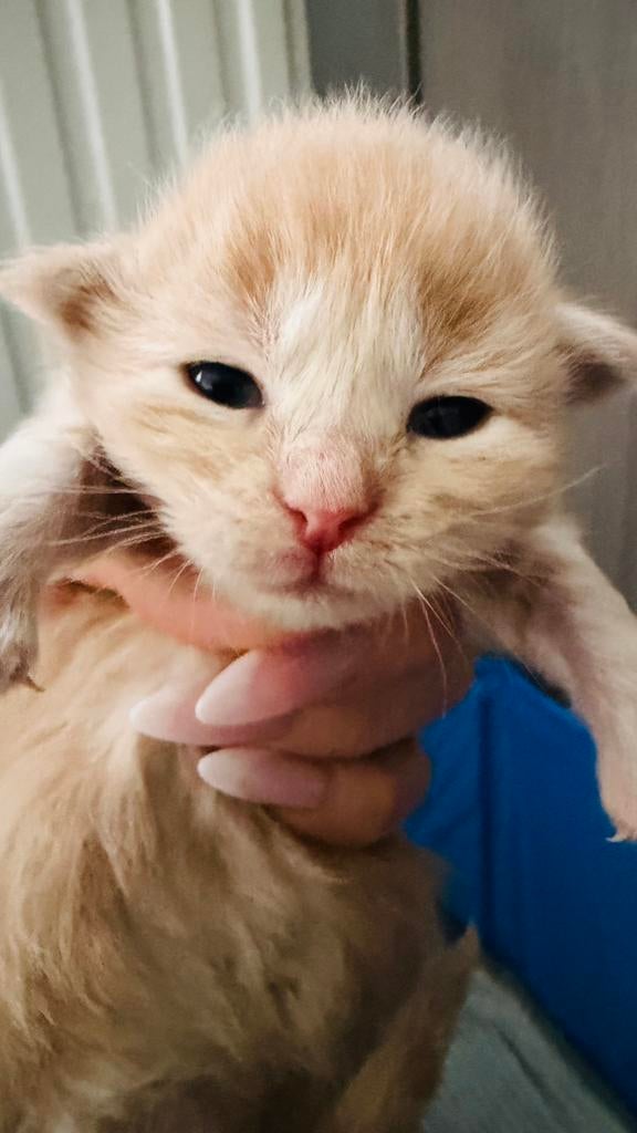 Prachtige Maine Coon kittens, Dieren en Toebehoren, Geslacht onbekend, Gechipt, 0 tot 2 jaar