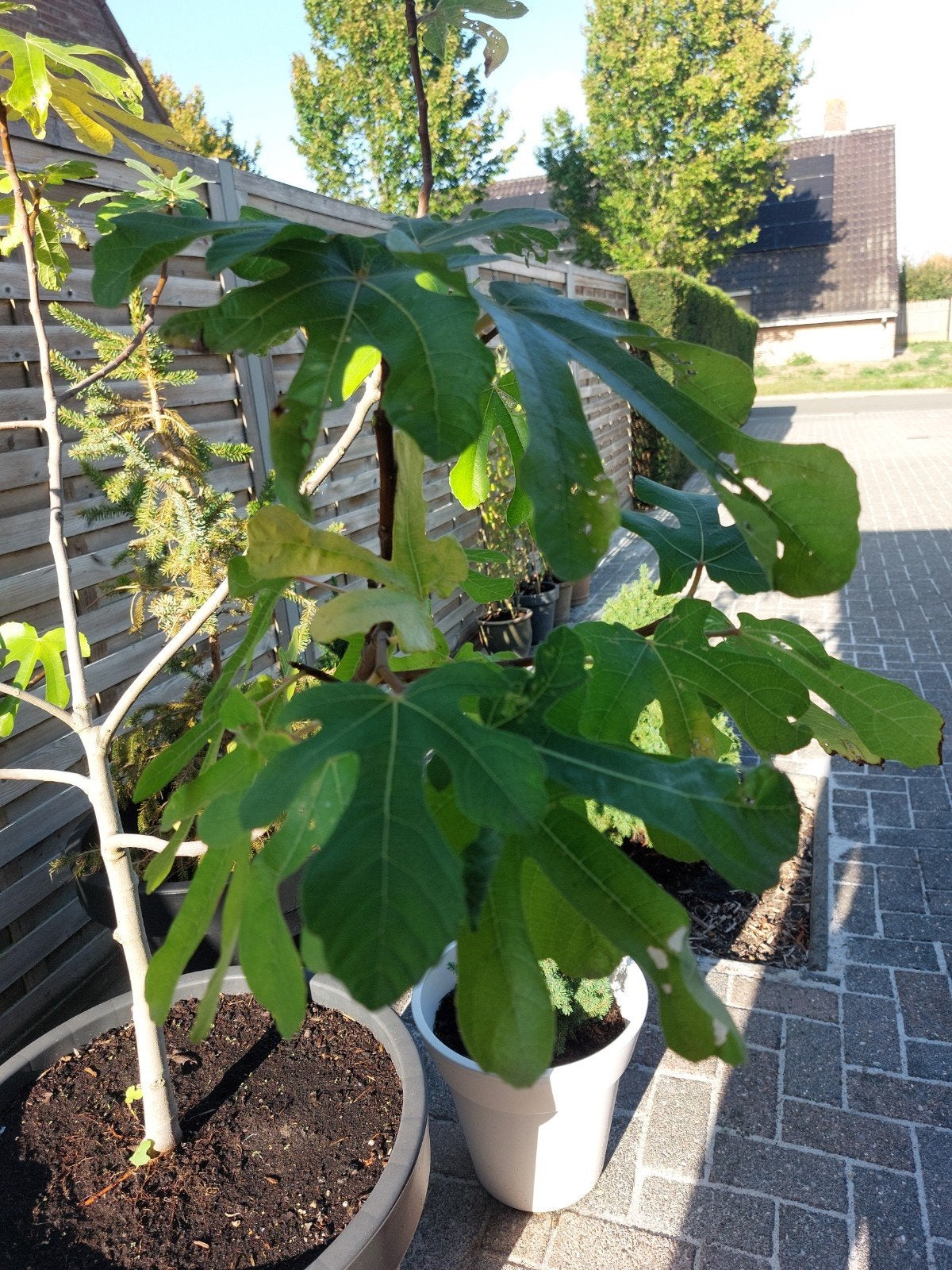 1m25 hoge vijgenboom met pot, Tuin en Terras, Ophalen, Vijgenboom
