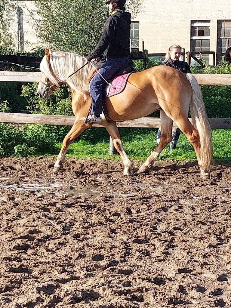 Haflinger, Animaux & Accessoires, B, Moins de 160 cm, Cheval de récréation, 3 à 6 ans