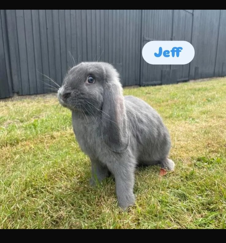Franse hangoor (gecastreerd), Dieren en Toebehoren, Mannelijk, Groot, Hangoor, 0 tot 2 jaar