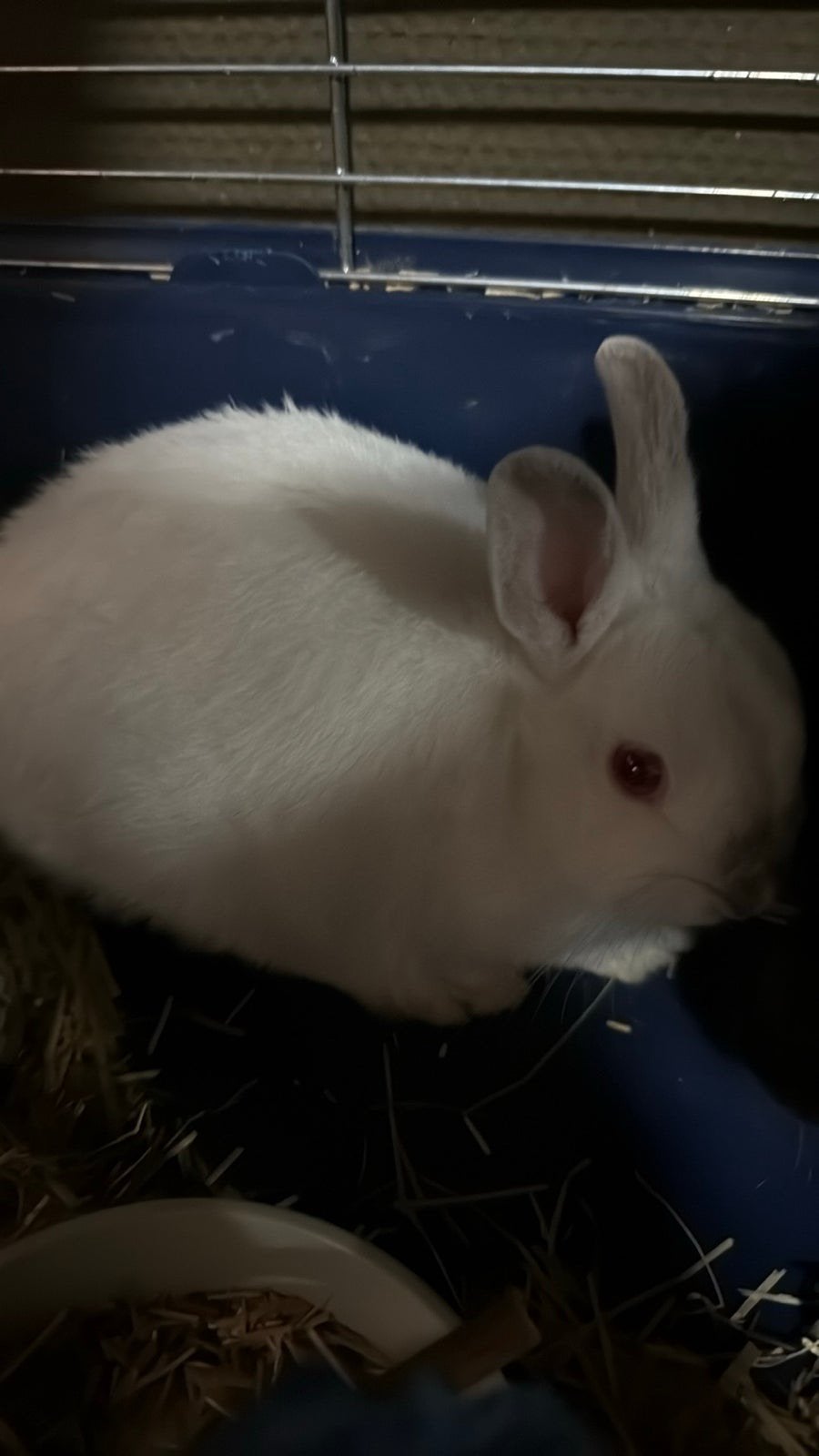 Een leuke dwerg konijntjes, Dieren en Toebehoren, Meerdere dieren, Dwerg, 0 tot 2 jaar