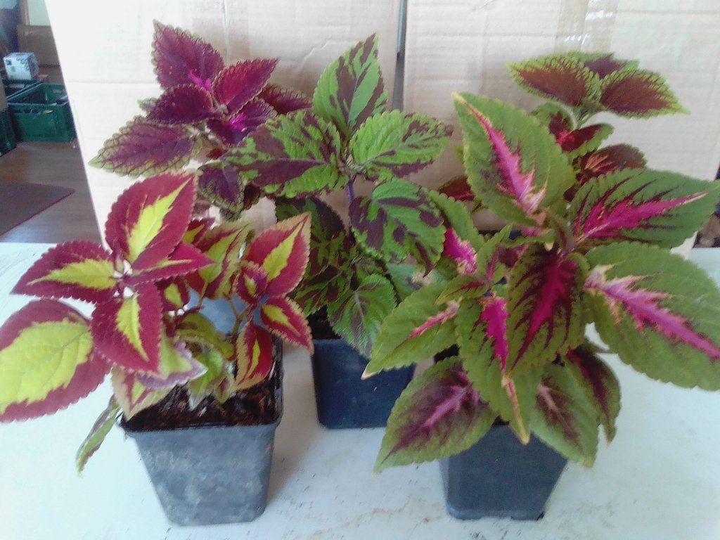 5 verschillende siernetels, Maison & Meubles, Plantes d'intérieur, Enlèvement
