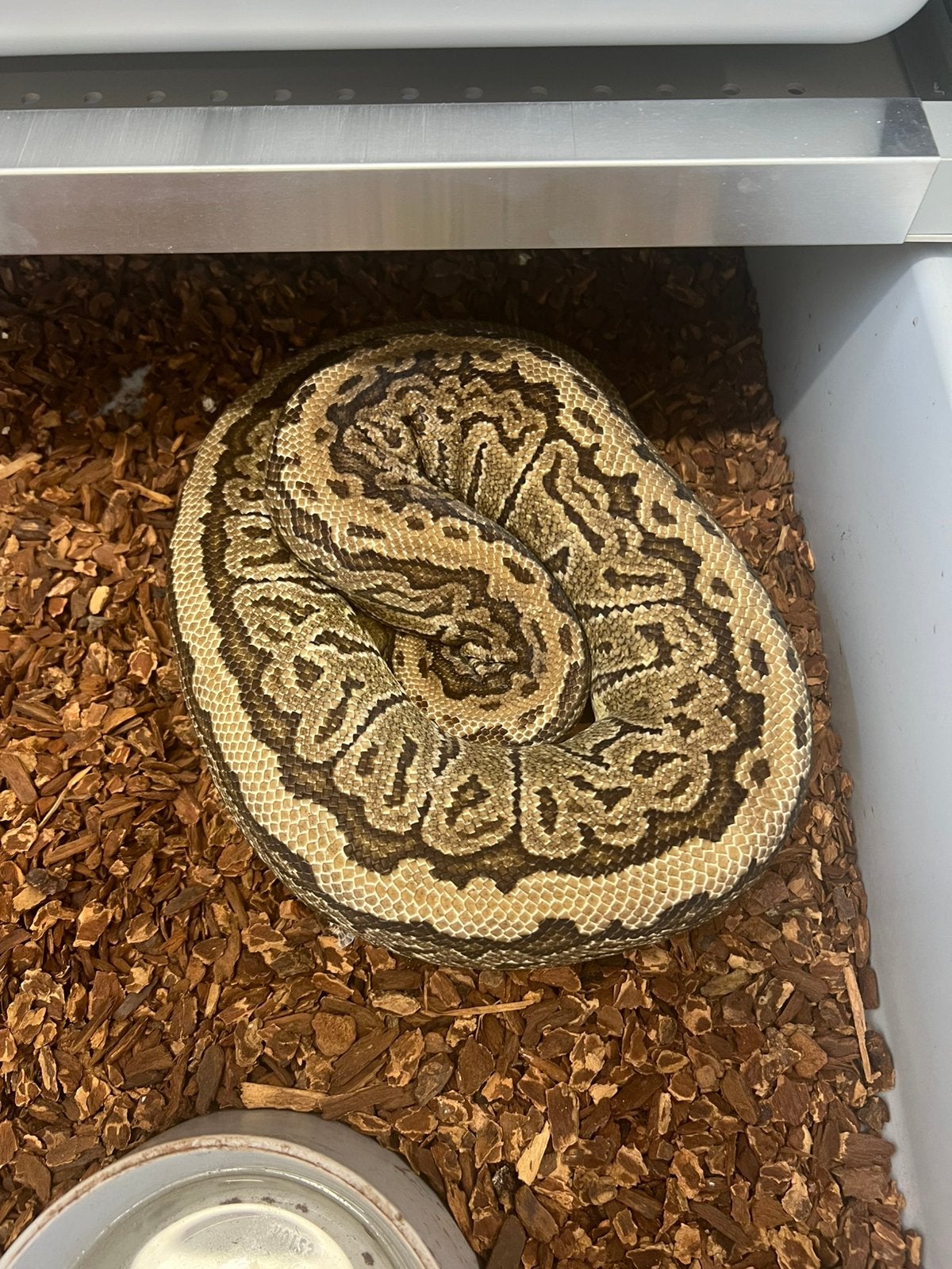 Ball python Pinstripe Trick 0.1 vrouw 2019 Ball Python - female for sale from aiko.guldix