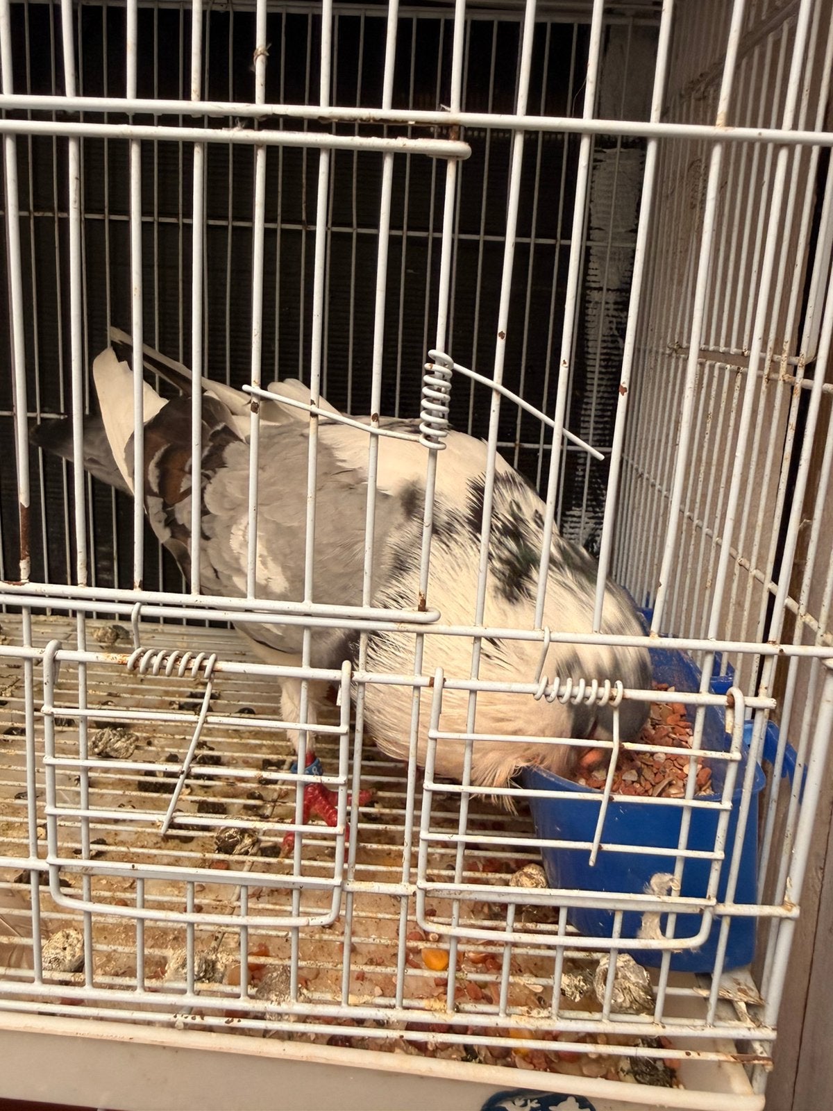 Couple Canario, Dieren en Toebehoren, Vogels | Duiven