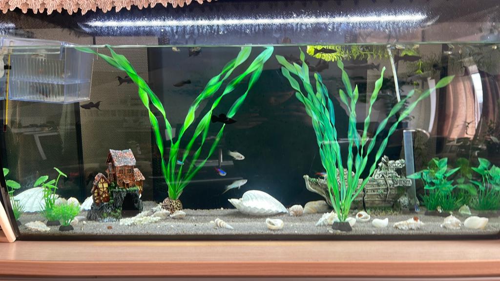Aquarium à poissons, Enlèvement, Neuf, Aquarium d'eau douce rempli, Fluval