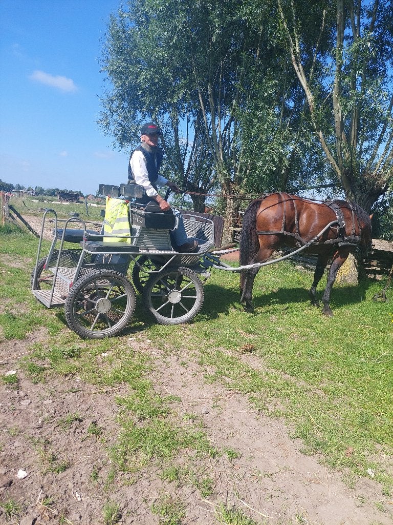paarden, Dieren en Toebehoren, Springpaard, 175 cm of meer, Met stamboom, Niet van toepassing