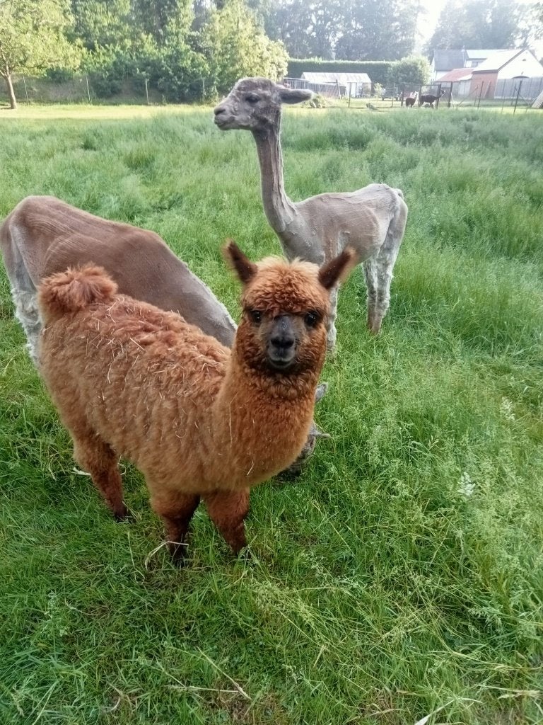 Jonge alpaca merrie, Septembre, Femelle