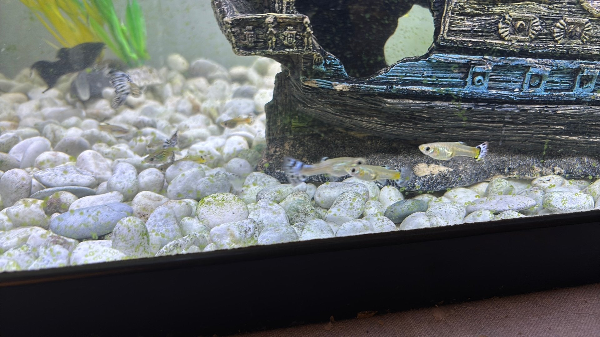 Guppy vrouwtje, Dieren en Toebehoren