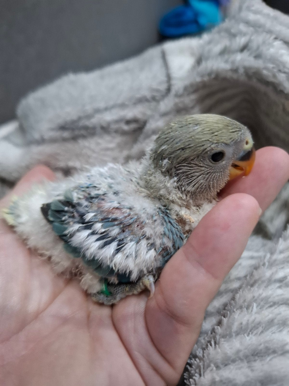 dwergpapegaai babys handtam, Dieren en Toebehoren