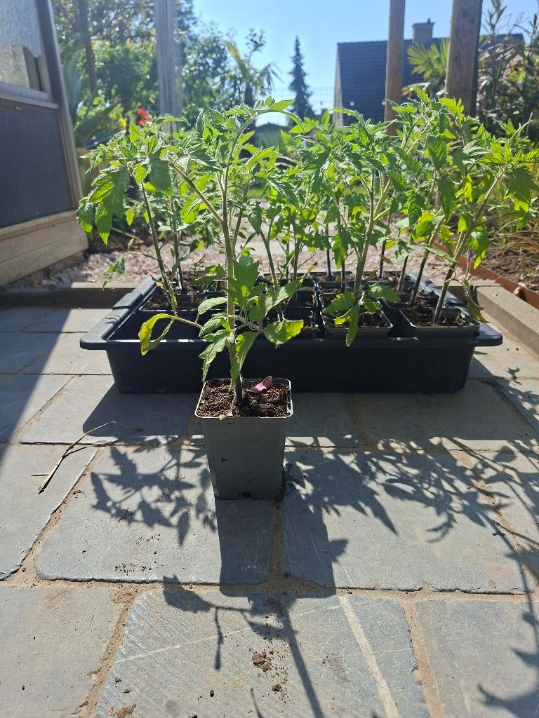 Tomatenplanten pyros, Jardin & Terrasse, Plantes | Jardin, Enlèvement, Annuelle, Plantes potagères