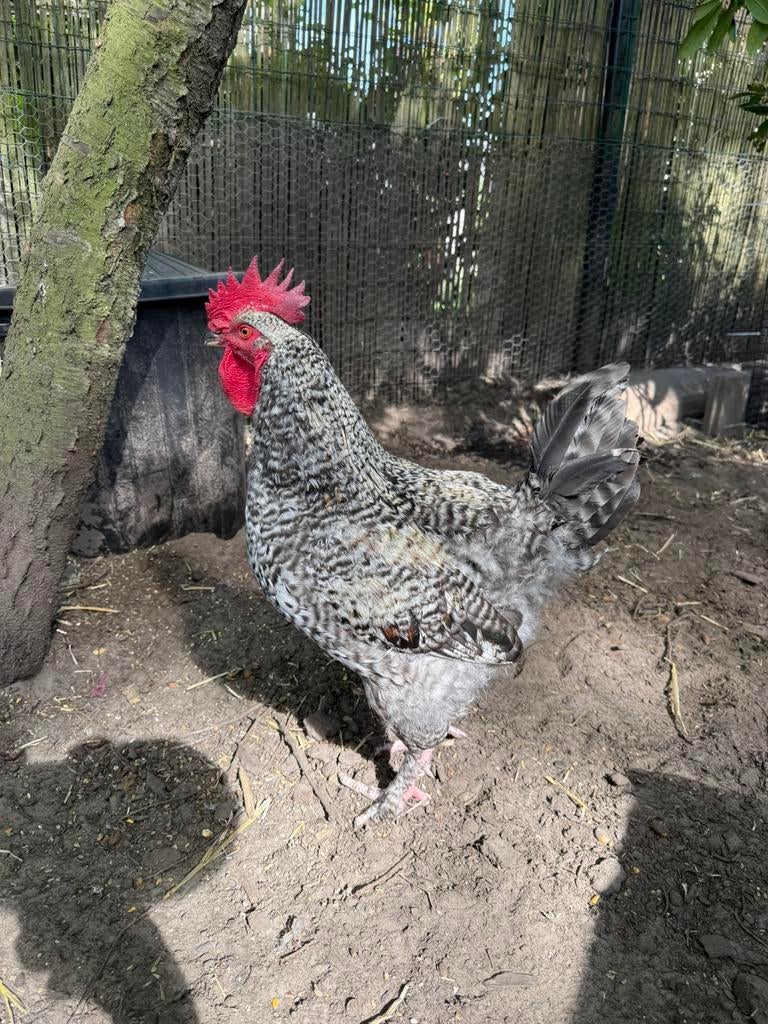 Haan - 6 maanden oud, Dieren en Toebehoren, Mannelijk, Kip
