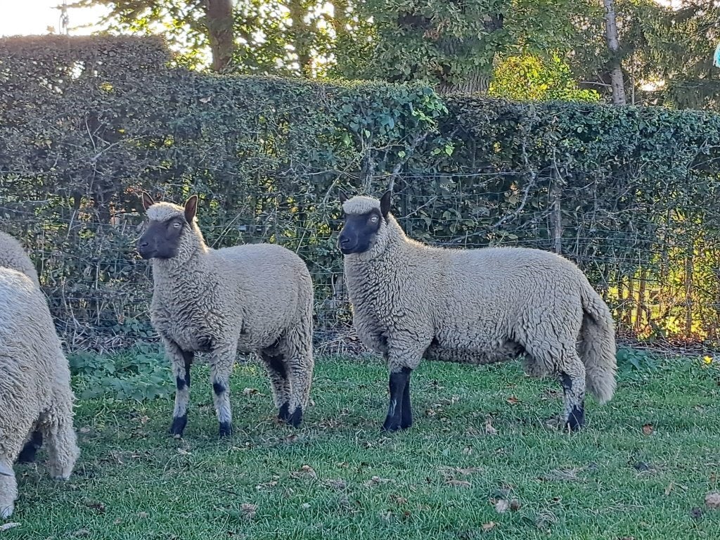 Clun Forest + Devon, Mâle, Mouton, 0 à 2 ans