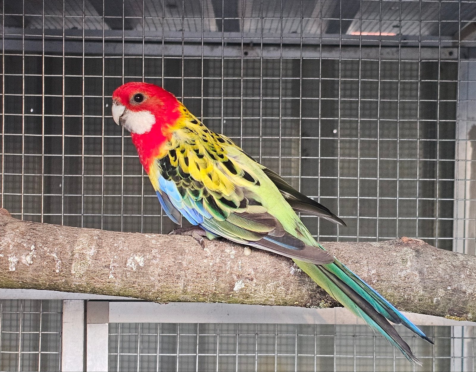 ROSELLA POP GEZOCHT IN DEZE KLEUREN., Dieren en Toebehoren, Vrouwelijk, Parkiet, Geringd