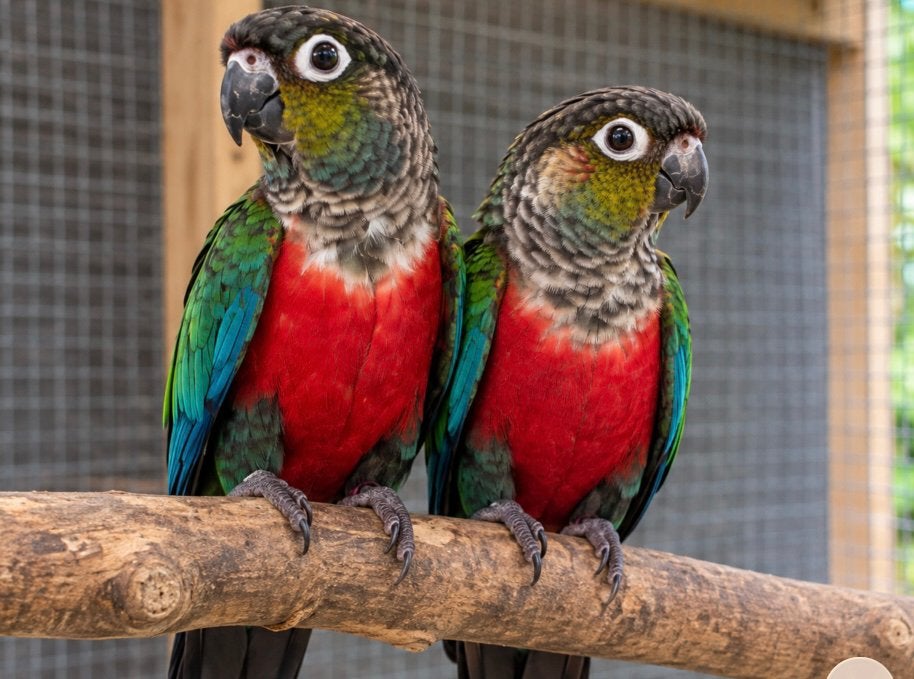 Couple conure perlata reproducteur