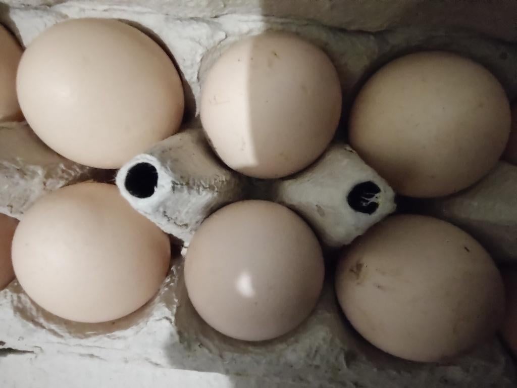 Broedeieren Bressekip/Poule de Bresse, Dieren en Toebehoren, Kip