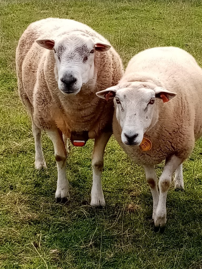 Swifter dekram, Mâle, Mouton