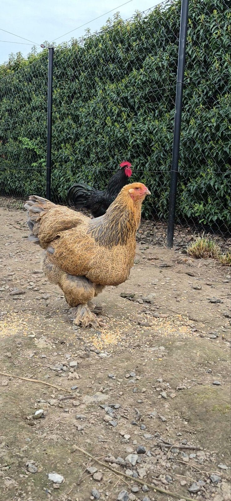 poulets Brahama 1 coq, 2 poules et 1 poussin, Animaux & Accessoires, Volatiles