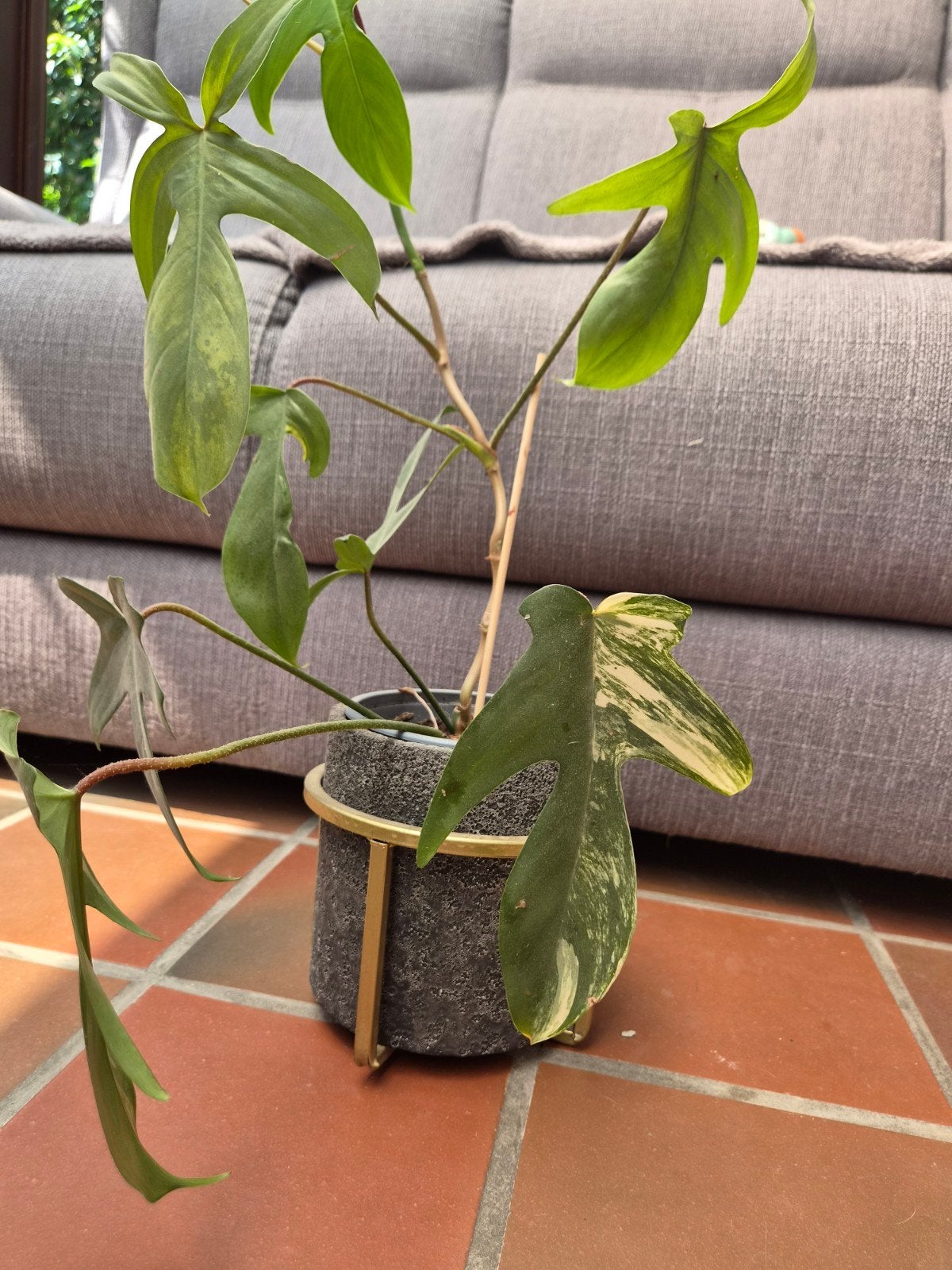 Philodendron Florida Beauty, Enlèvement