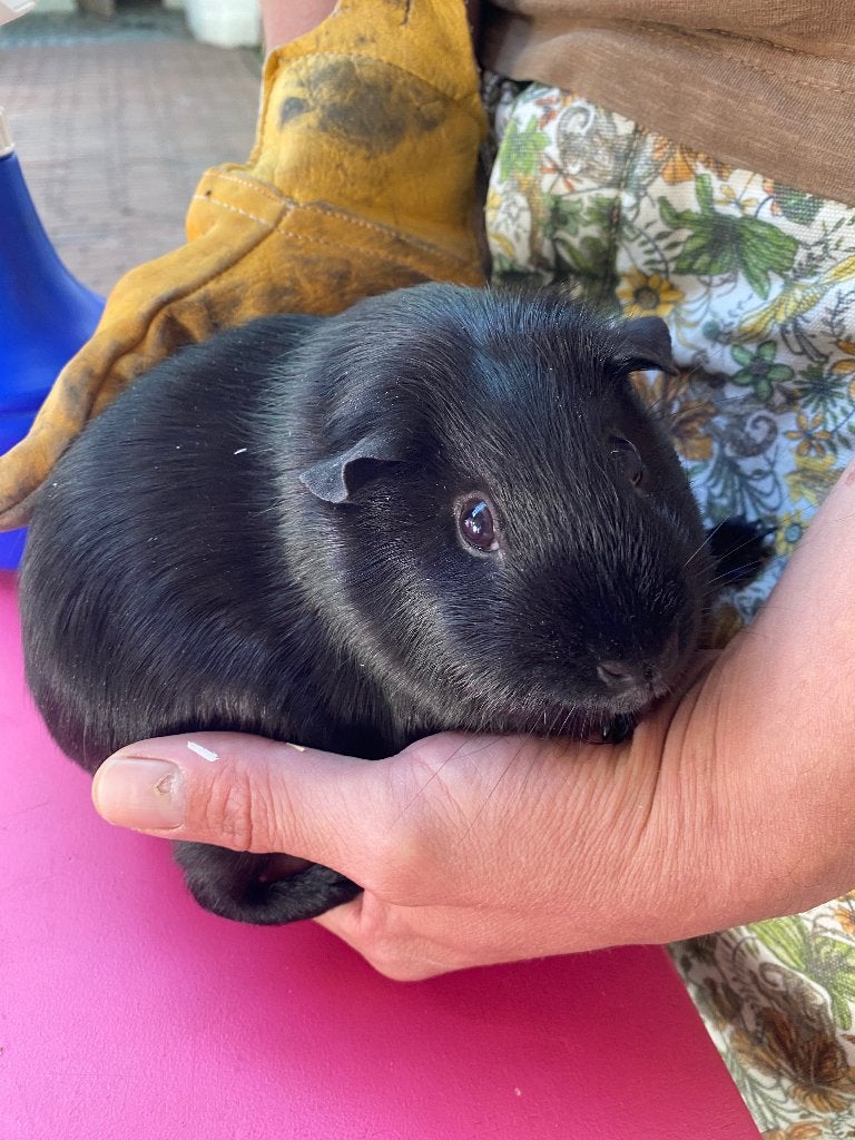 Cavia, Dieren en Toebehoren, Knaagdieren, Cavia, Vrouwelijk, November, Tam